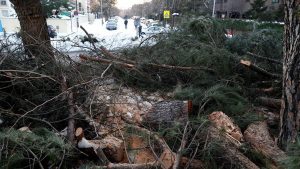 Lee más sobre el artículo ¿Cómo convertir en energía verde los árboles destrozados por la nieve?