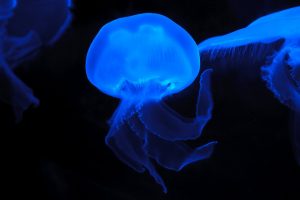 Lee más sobre el artículo Medusas que comen plásticos en Gran Canaria