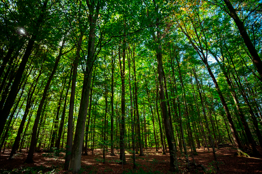 En este momento estás viendo El cambio climático ha devorado 3.000 millones de árboles de bosques europeos
