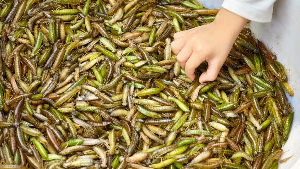 Comer insectos ayuda a luchar contra el cambio climático