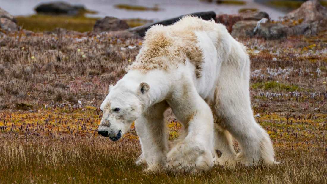 En este momento estás viendo La foto del oso polar famélico que ha despertado conciencias