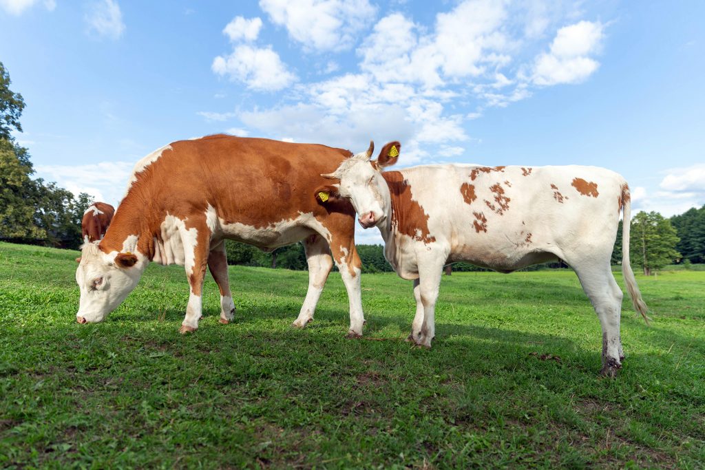 ¿Pueden las vacas emitir menos metano contaminante?