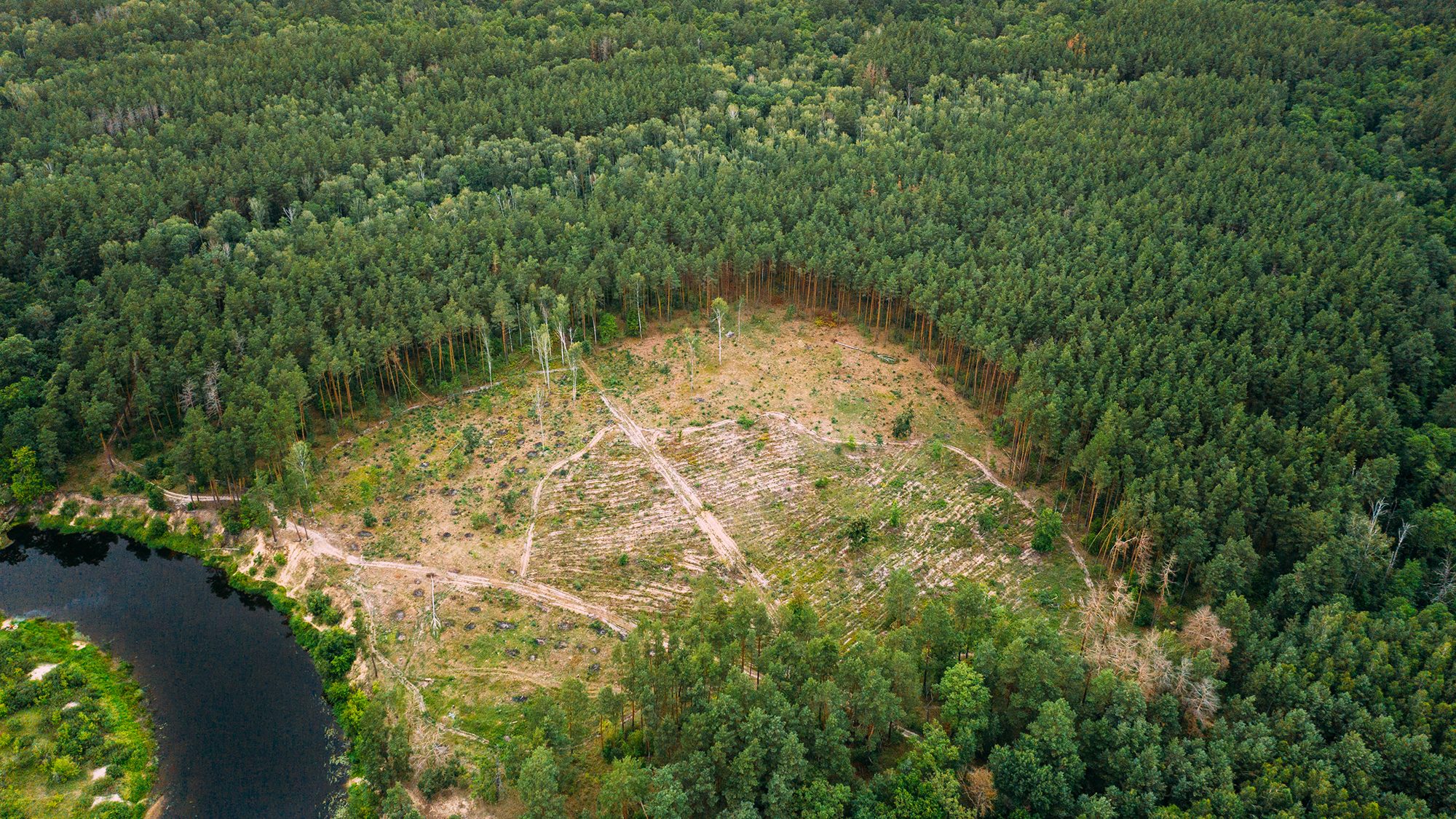 En este momento estás viendo La deforestación duplica el área desaparecida en un año