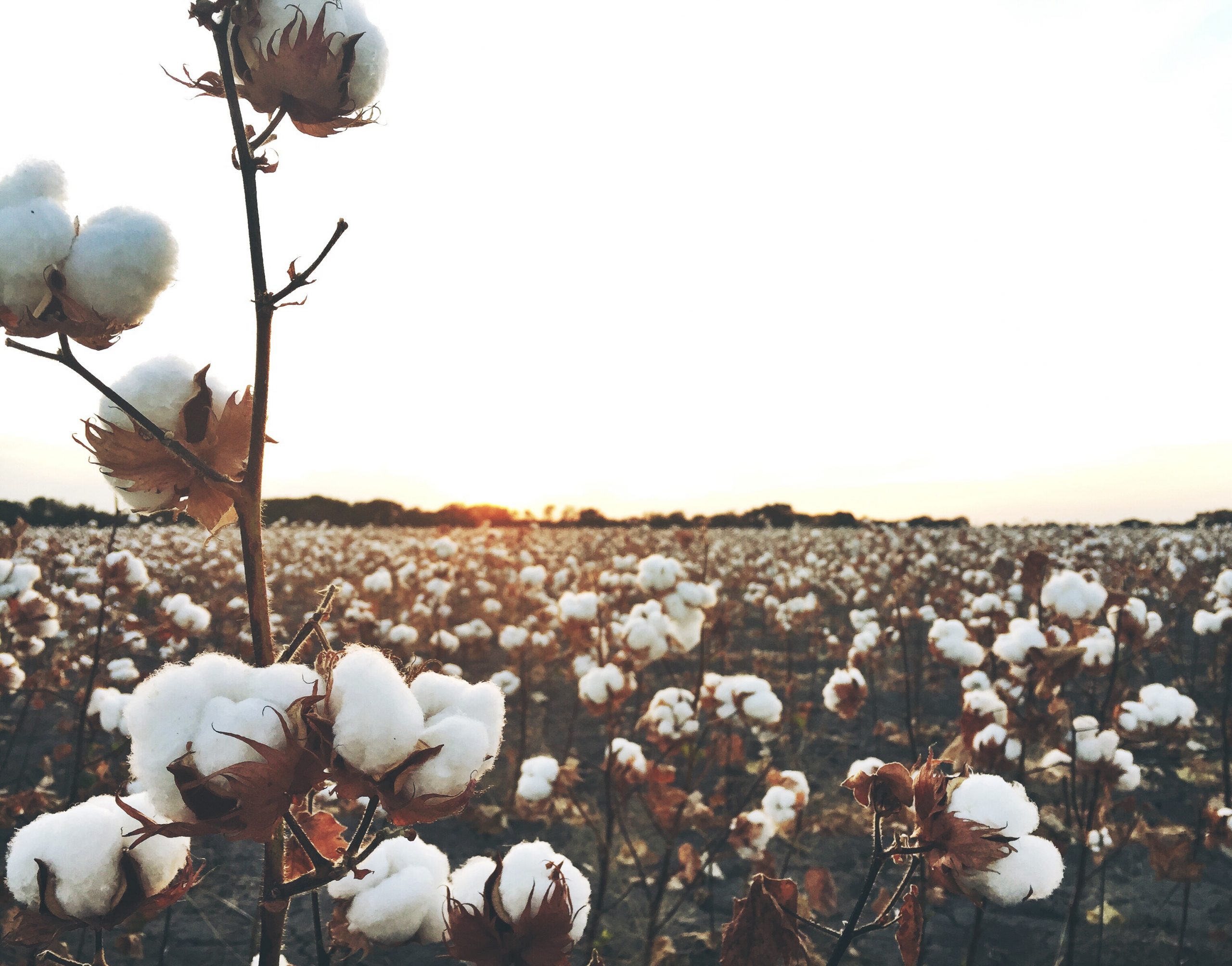 el cultivo de algodón supone entre el 3 y el 4% del consumo de agua en el mundo