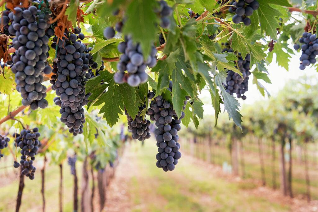 ¿Capturar el CO2 de la fermentación del vino  y reutilizarlo?