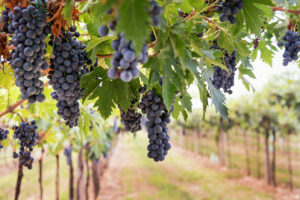 Lee más sobre el artículo ¿Capturar el CO2 de la fermentación del vino  y reutilizarlo?