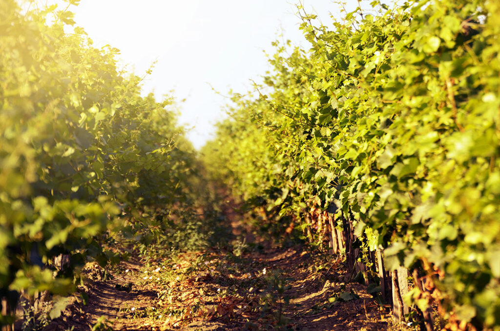 ¿Capturar el CO2 de la fermentación del vino y reutilizarlo?