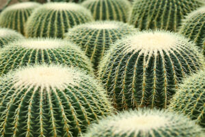 Lee más sobre el artículo Biomateriales: ropa confeccionada con cactus, algas o setas