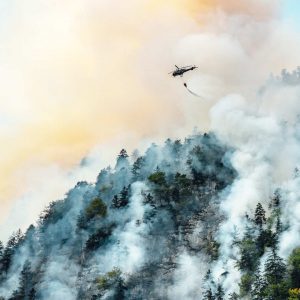 incendios forestales a causa de las elevadas temperaturas