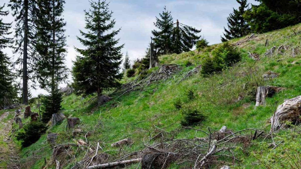 Sin abetos naturales esta Navidad por la sequía