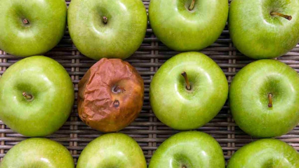 nuevo sustituto del plástico alimentario a base de plantas (1)