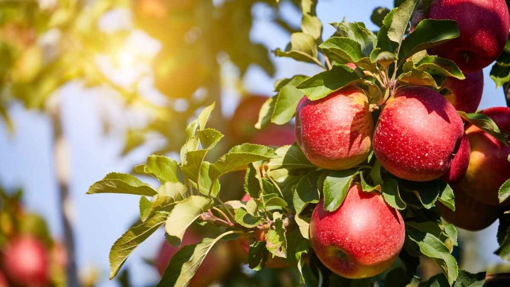 nueva variedad de manzana adaptada al cambio climático