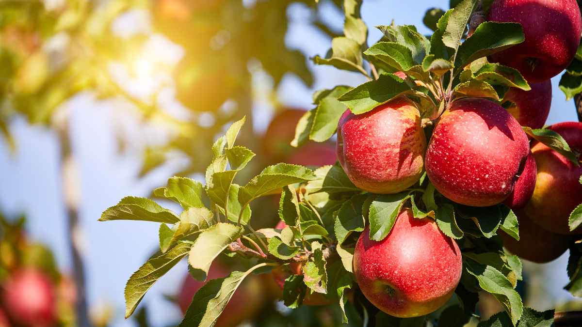 En este momento estás viendo Una nueva variedad de manzana adaptada al cambio climático