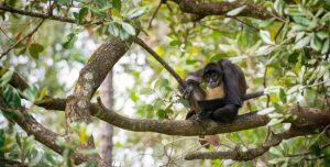Lee más sobre el artículo Especies de monos que caen fallecidos de los árboles por el calor
