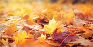 Lee más sobre el artículo Papel de hojas secas de los árboles