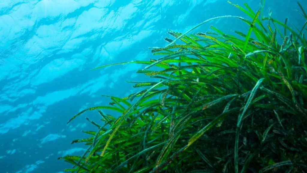 posidonia