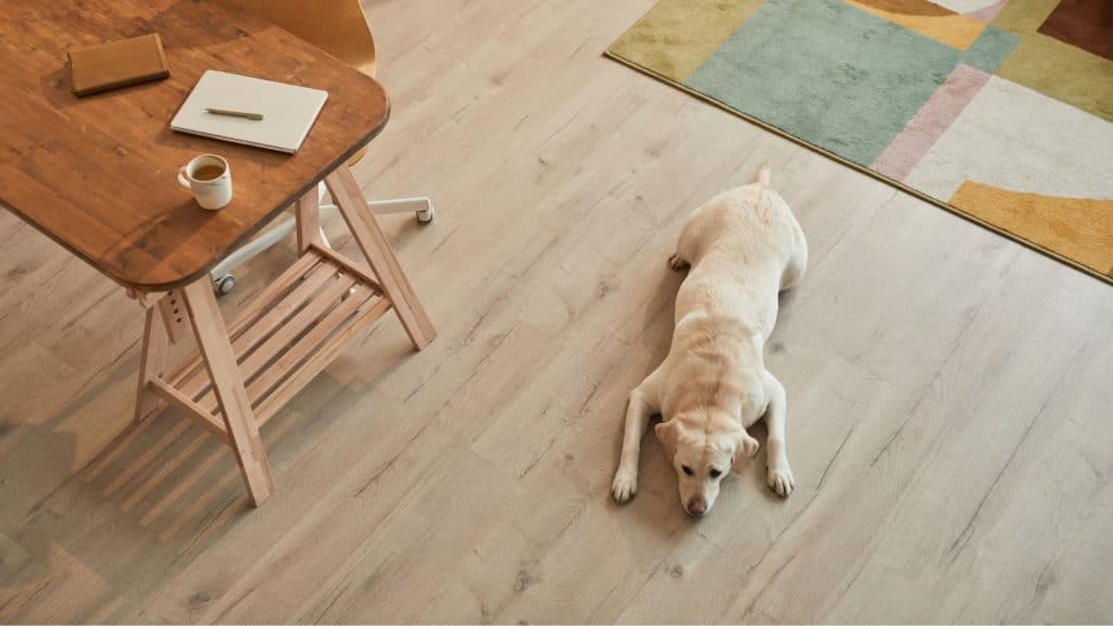 Tu casa es pet friendly