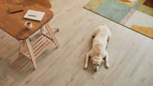 Lee más sobre el artículo ¿Tu casa es pet friendly? Orden, diseño y tu mascota