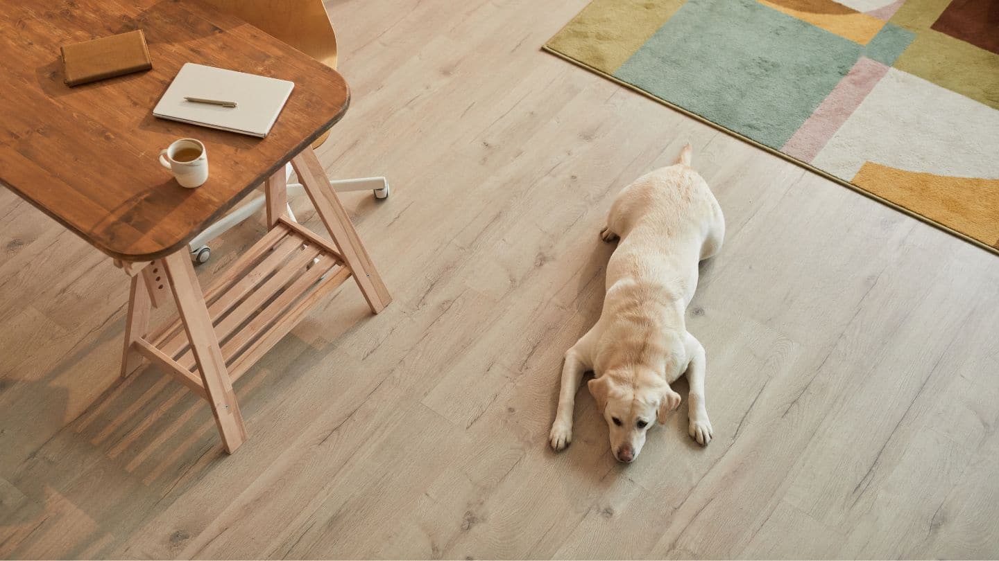 Lee más sobre el artículo ¿Tu casa es pet friendly? Orden, diseño y tu mascota