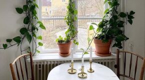 Tener plantas en casa ayuda a hacer más llevadero el confinamiento