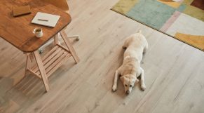 Tu casa es pet friendly