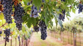 ¿Capturar el CO2 de la fermentación del vino  y reutilizarlo?
