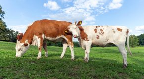 ¿Pueden las vacas emitir menos metano contaminante?