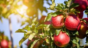 nueva variedad de manzana adaptada al cambio climático